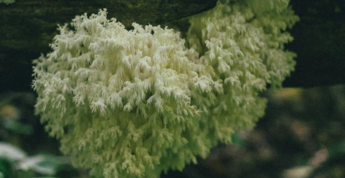 Lions Mane-mushroom