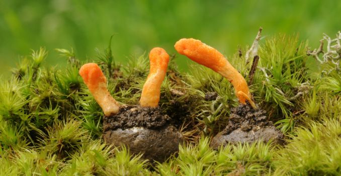 cordyceps-militaris-fungus