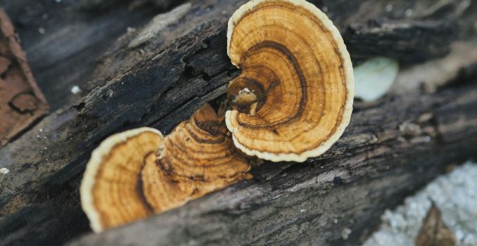 wild-turkey-tail-fungi