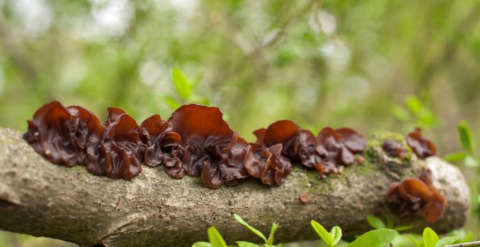 wood-ear-mushrooms